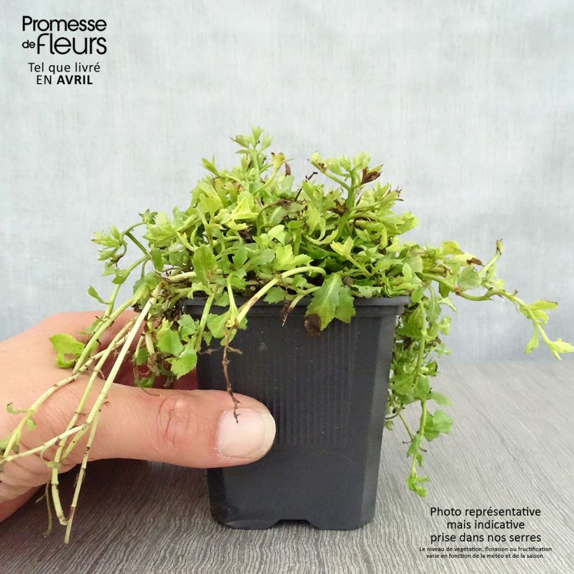 Spécimen de Mazus reptans Albus - Mazus rampant Godet de 8/9 cm tel que livré au printemps