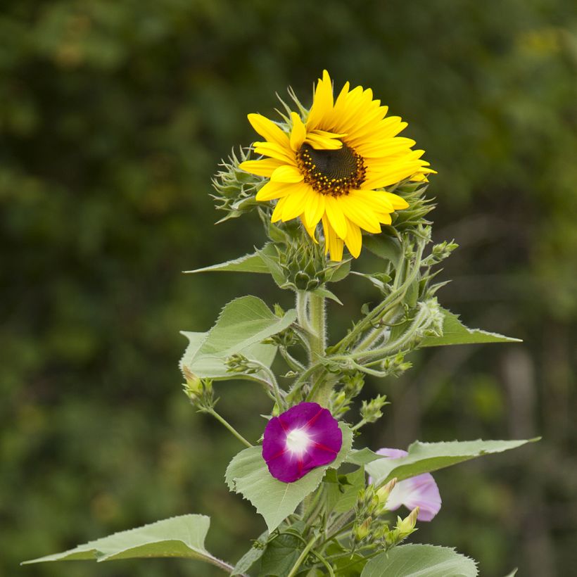 Mélange de fleurs brise-vue (tournesols et grimpantes) (Flowering)