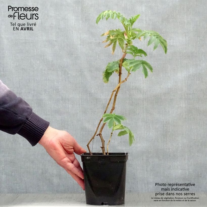 Spécimen de Melianthus major - Grande mélianthe Pot de 2L/3L tel que livré au printemps