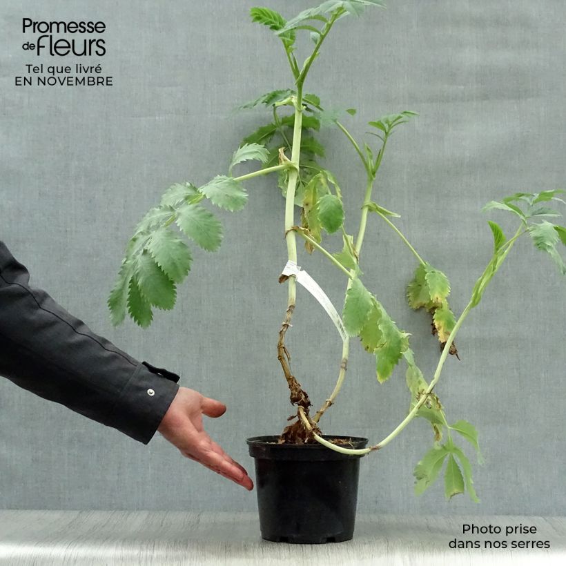 Spécimen de Melianthus major - Grande mélianthe Pot de 3L/4L tel que livré en automne