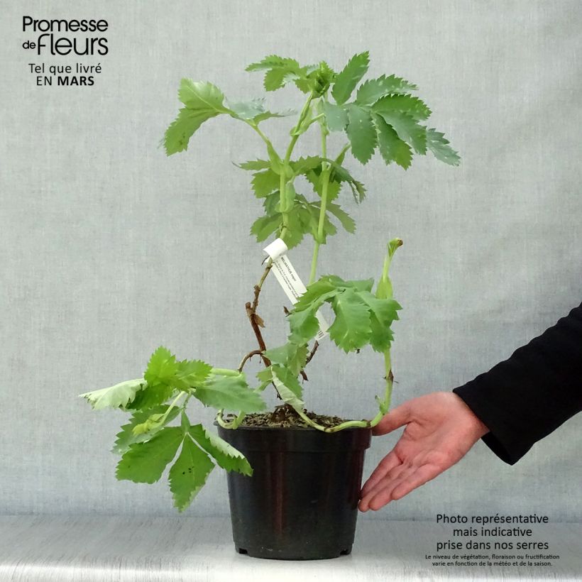 Spécimen de Melianthus major - Grande mélianthe Pot de 3L/4L tel que livré au printemps