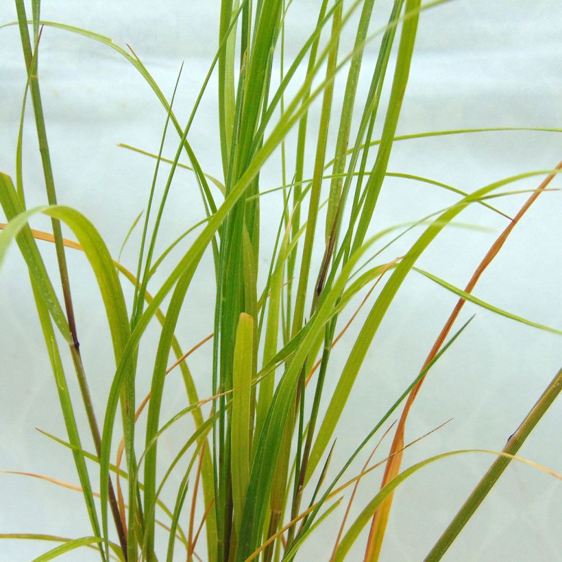 Melica ciliata - Mélique ciliée (Feuillage)