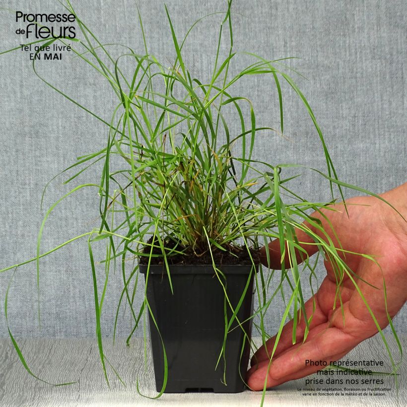 Spécimen de Melica ciliata - Mélique ciliée Godet de 8/9 cm tel que livré au printemps