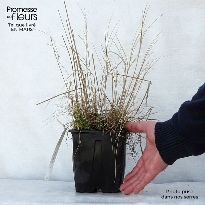 Spécimen de Melica ciliata - Mélique ciliée Pot de 2L/3L tel que livré au printemps