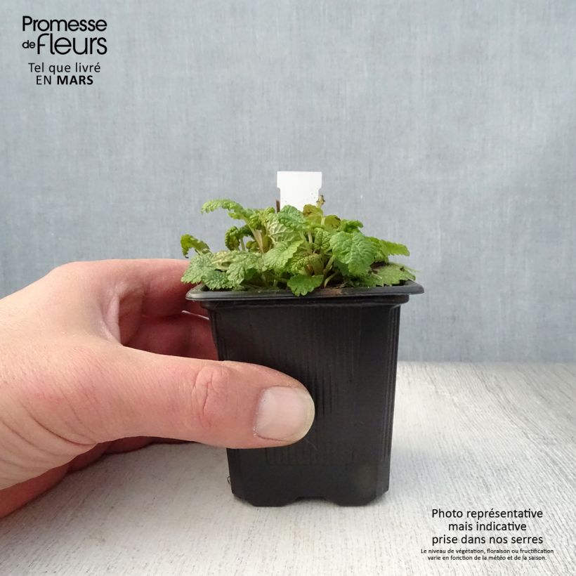 Spécimen de Mélisse, Melissa officinalis Aurea Godet de 8/9 cm tel que livré au printemps