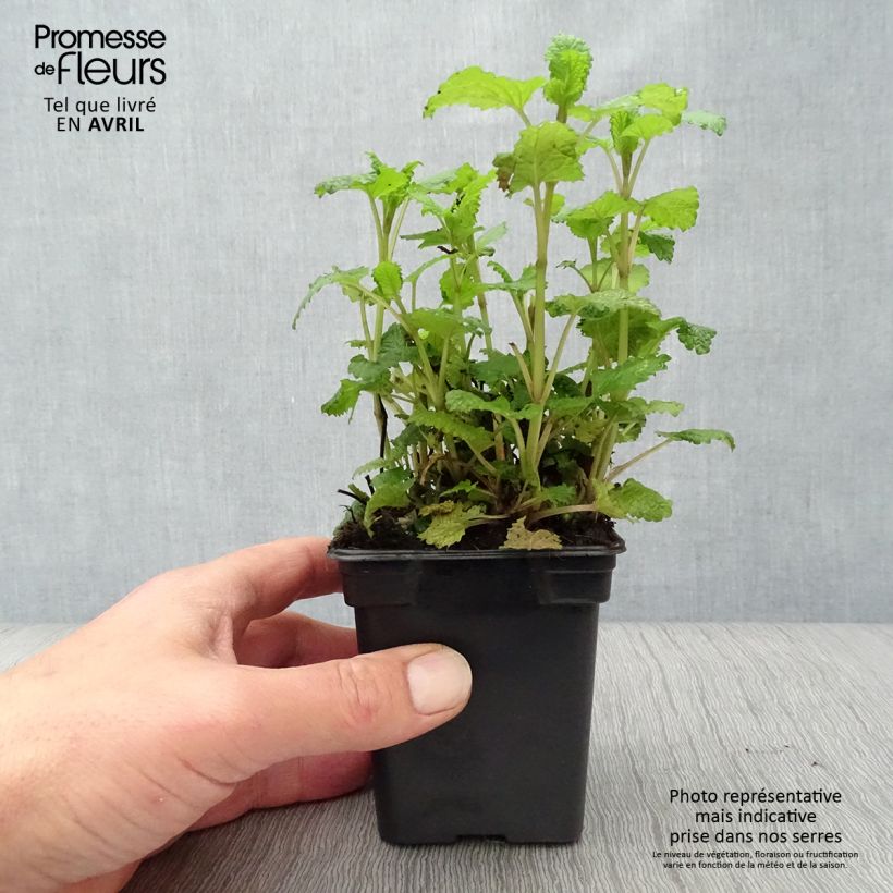 Example of Mélisse citronnelle en plants as you get in printemps