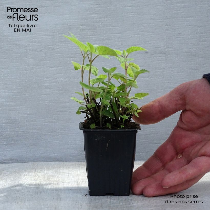 Spécimen de Mélisse goût d'orange - Melissa officinalis ssp. altissima Godet de 7/8 cm tel que livré au printemps