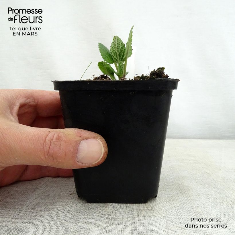 Example of Mélitte, Melittis melissophyllum Alba Godet de 8/9 cm as you get in printemps