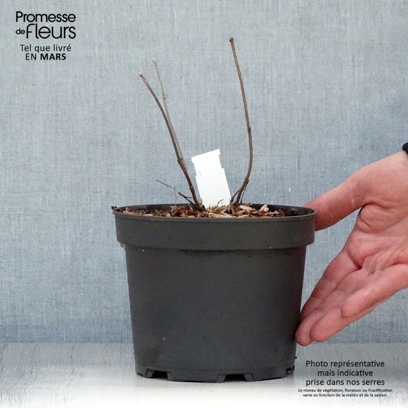 Example of Mélitte, Melittis melissophyllum Alba Pot de 2L/3L as you get in printemps