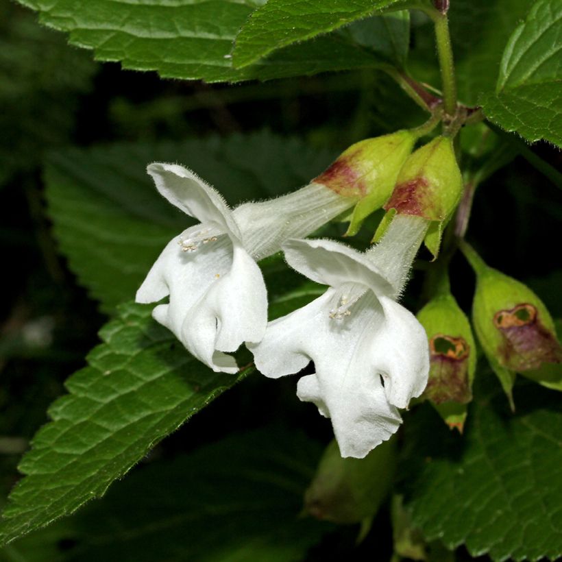 Mélitte, Melittis melissophyllum Alba (Flowering)