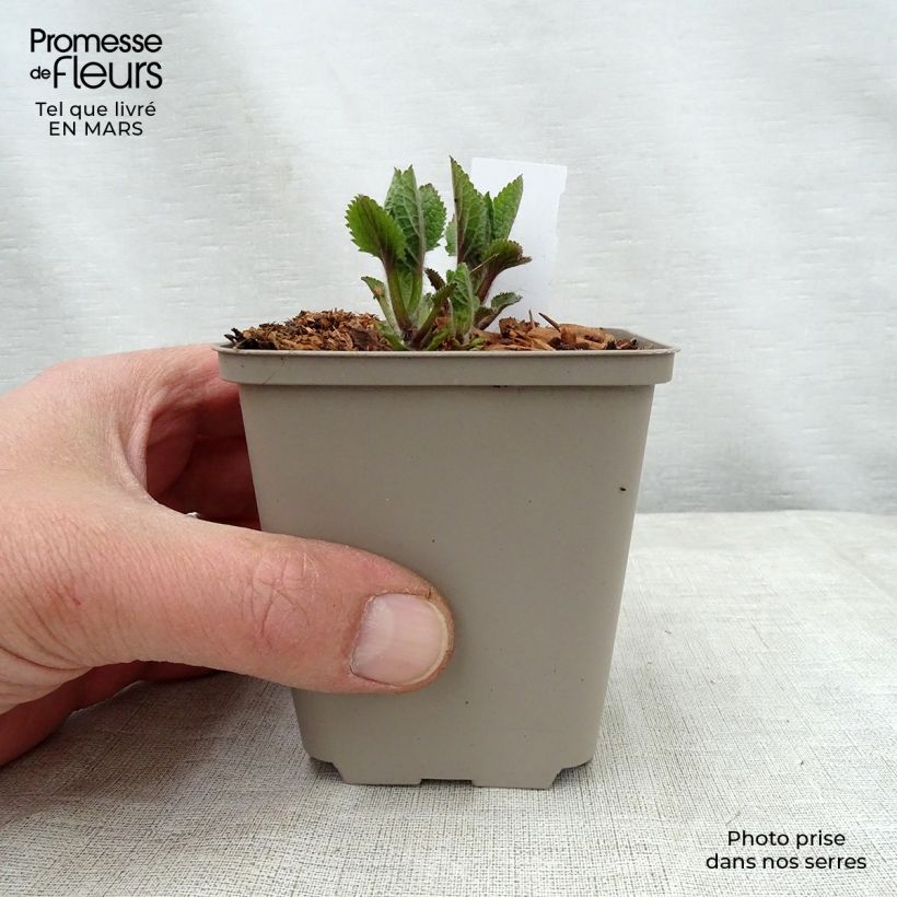 Example of Mélitte - Melittis melissophyllum Royal Velvet Godet de 8/9 cm as you get in printemps