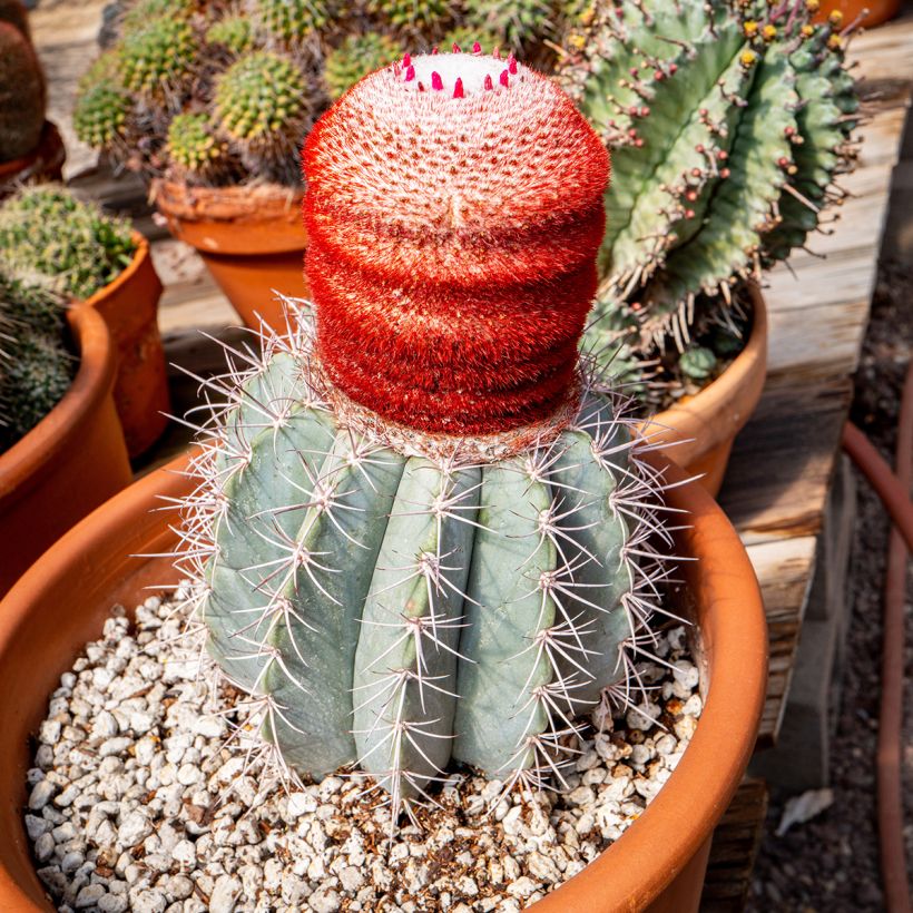 Melocactus azureus - Cactus melon (Port)