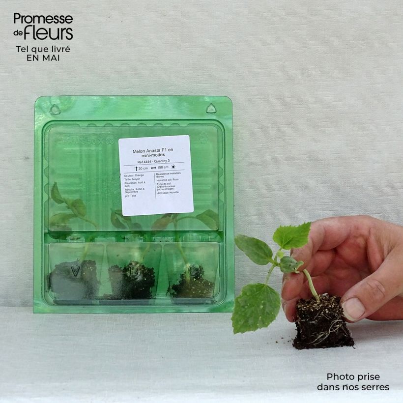 Spécimen de Melon Anasta F1 en plants Mini-motte Ø 3/4 cm, Plant vert de 5 cm de haut environ tel que livré au printemps