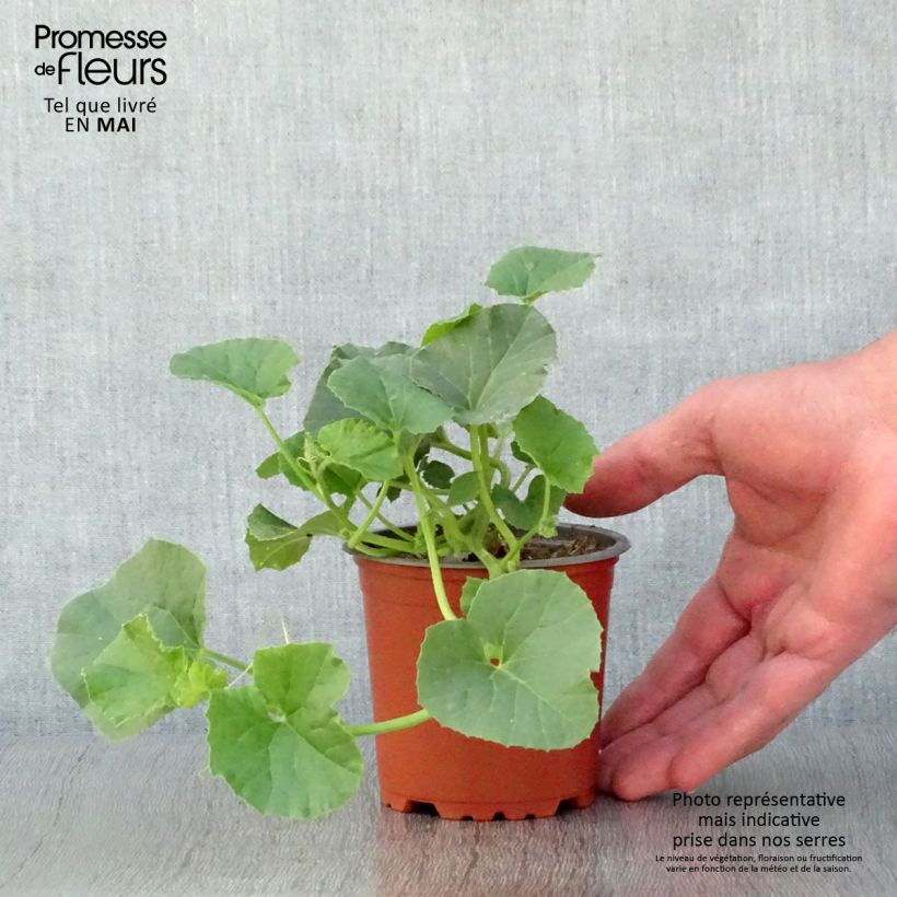 Spécimen de Melon Cyrano F1 GREFFE en plants Godet de 8/9 cm tel que livré au printemps
