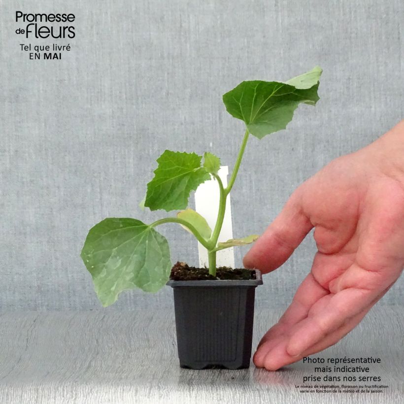 Spécimen de Melon Jerac F1 en plants Godet de 7/8 cm tel que livré au printemps
