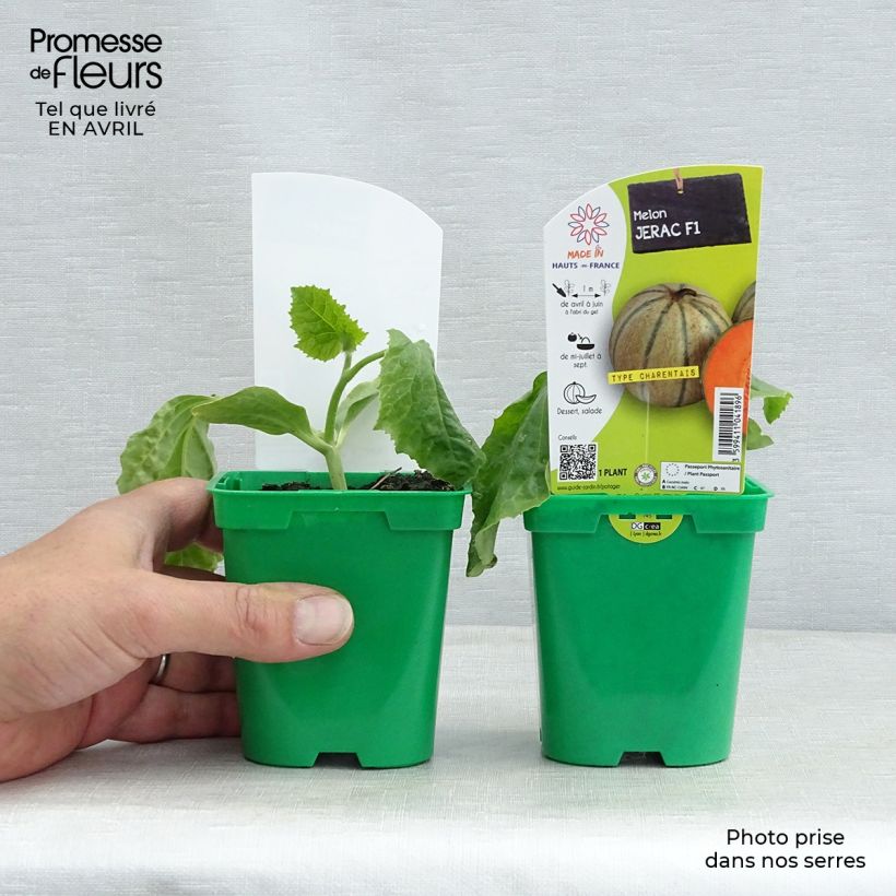 Spécimen de Melon Jerac F1 en plants Pot de 10 cm/11cm tel que livré au printemps