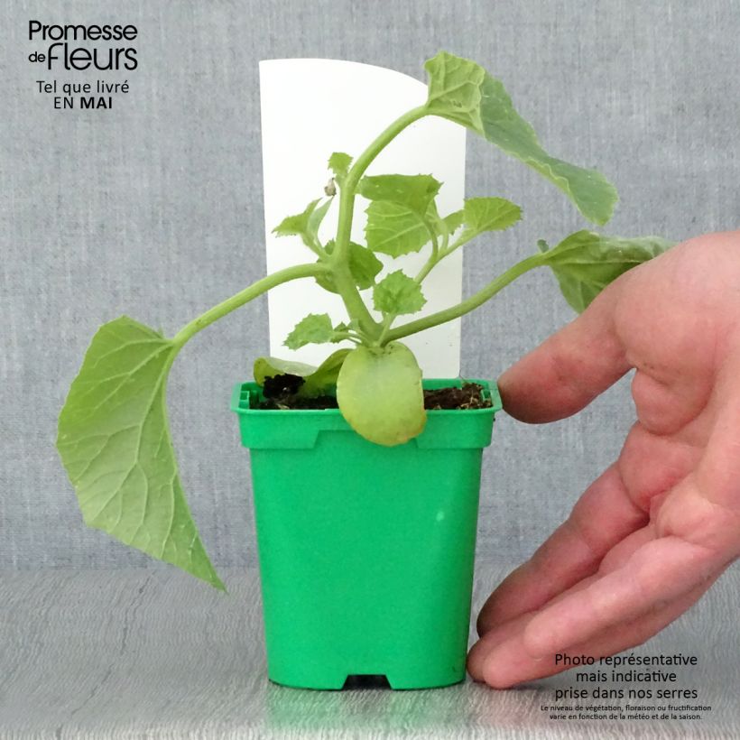 Spécimen de Melon Mangomel F1 en plants  Pot de 10 cm/11cm tel que livré au printemps