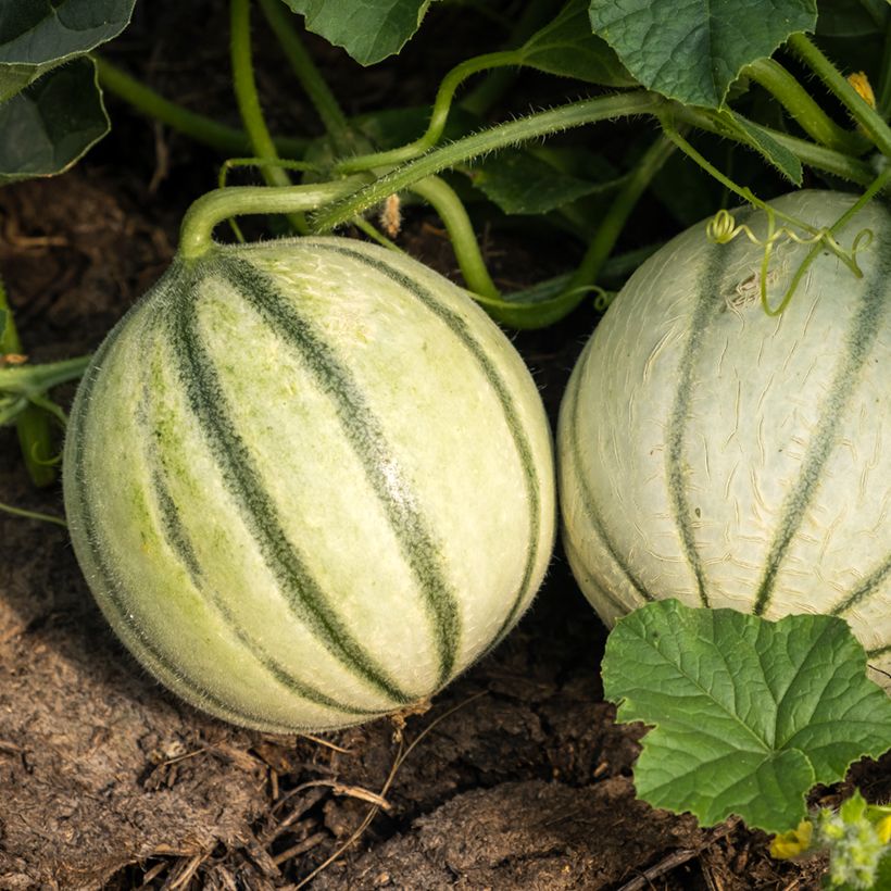 Melon Savor F1 (Création Vilmorin) - Vilmorin (Récolte)