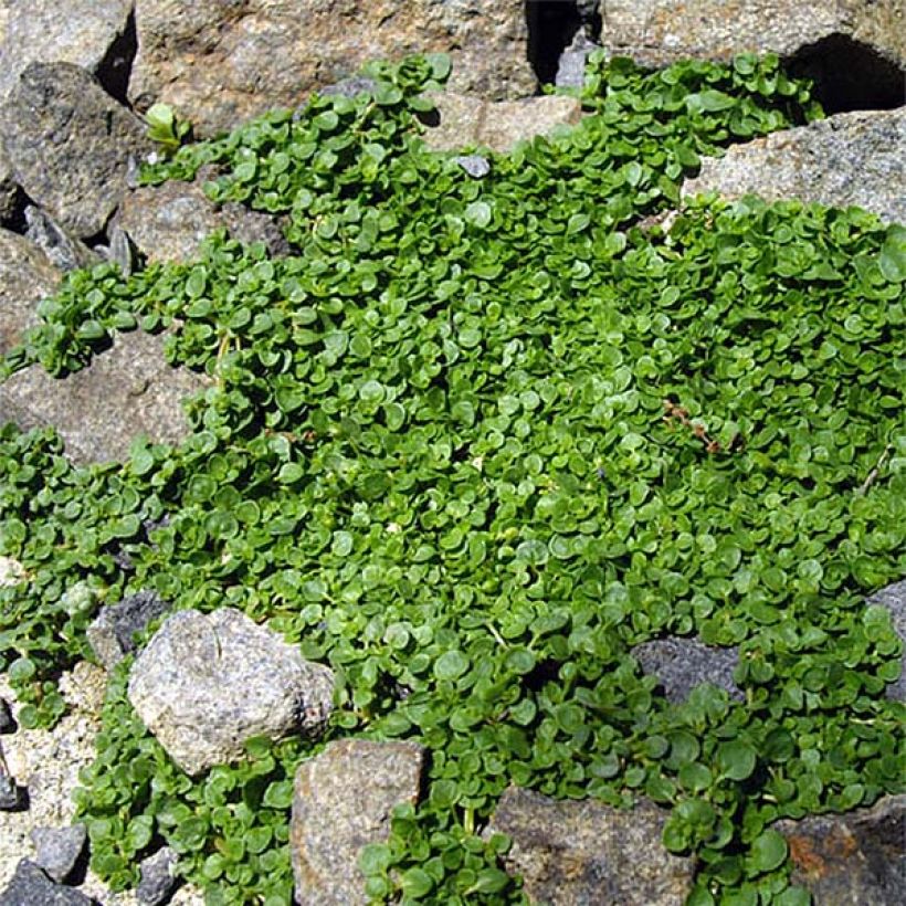 Menthe de Corse - Mentha requienii (Plant habit)