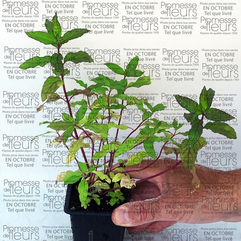 Exemple de spécimen de Menthe Ananas BIO - Mentha rotundifolia Ananas Godet de 8/9 cm tel que livré