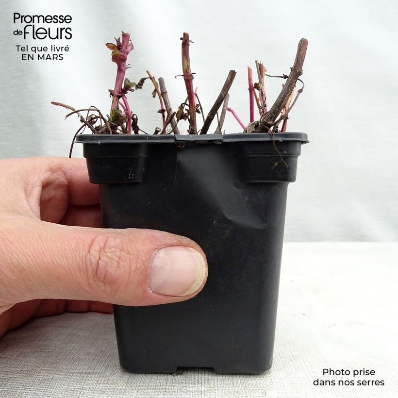 Spécimen de Menthe Chinoise BIO - Mentha  haplocalyx Godet de 8/9 cm tel que livré au printemps