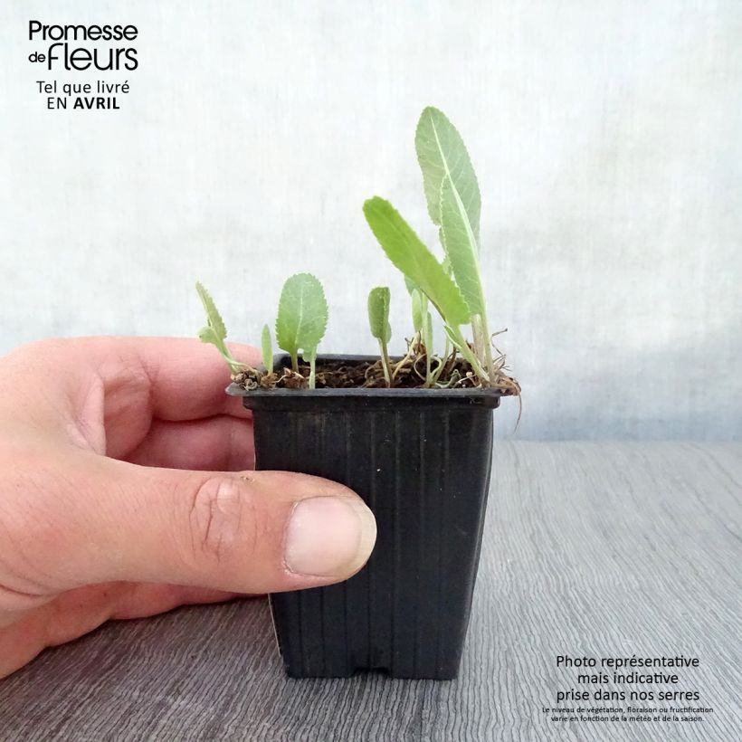 Spécimen de Menthe Coq - Tanacetum balsamita Godet de 7/8 cm tel que livré au printemps