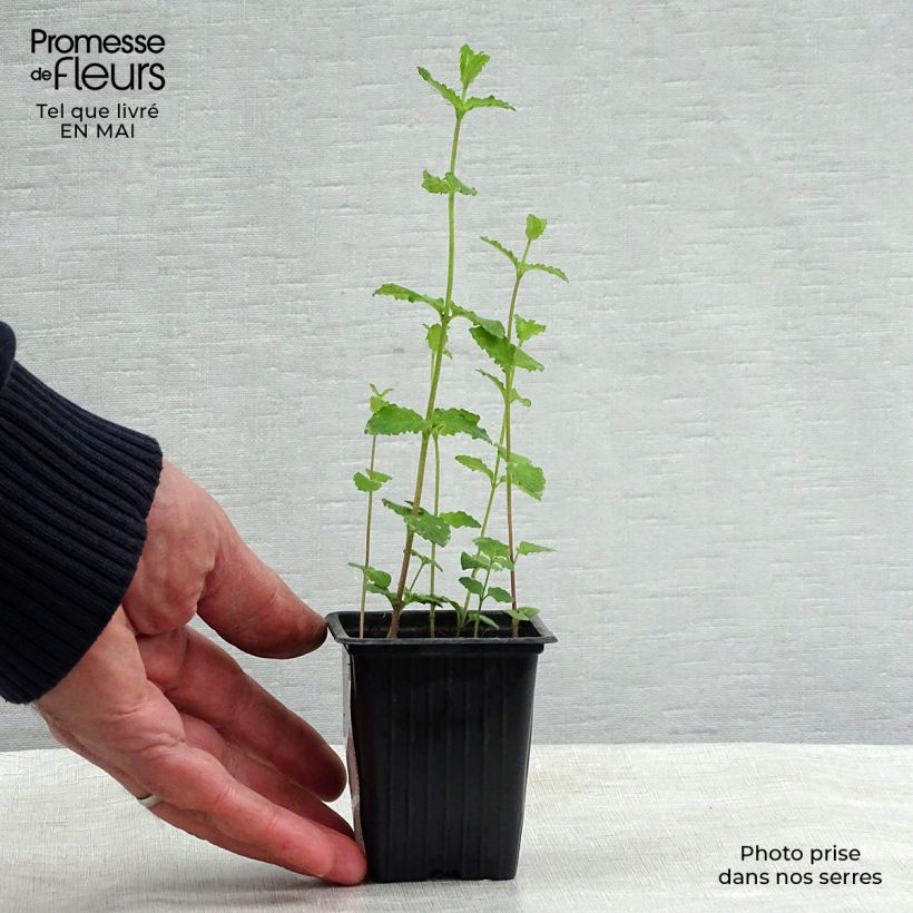 Spécimen de Menthe Fraise BIO - Mentha spicata Strawberry Godet de 7/8 cm tel que livré au printemps
