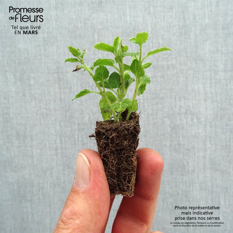 Spécimen de Menthe Fraise BIO - Mentha spicata Strawberry Mini-motte Ø 3/4 cm tel que livré au printemps
