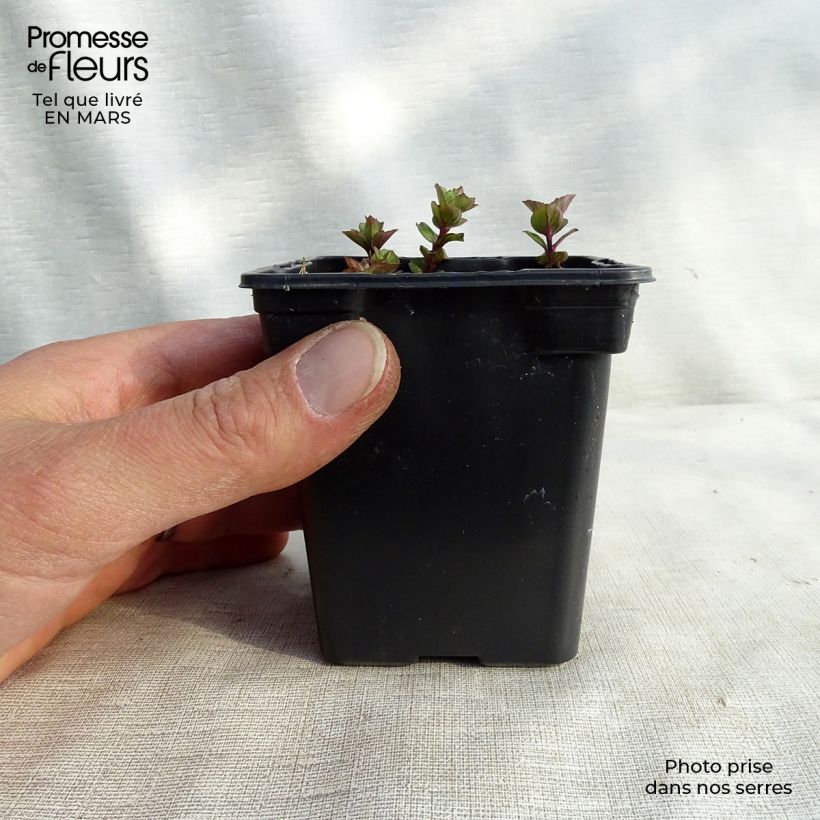 Spécimen de Menthe Goût d'Orange - Mentha citrata Goût d'Orange  Godet de 8/9 cm tel que livré au printemps