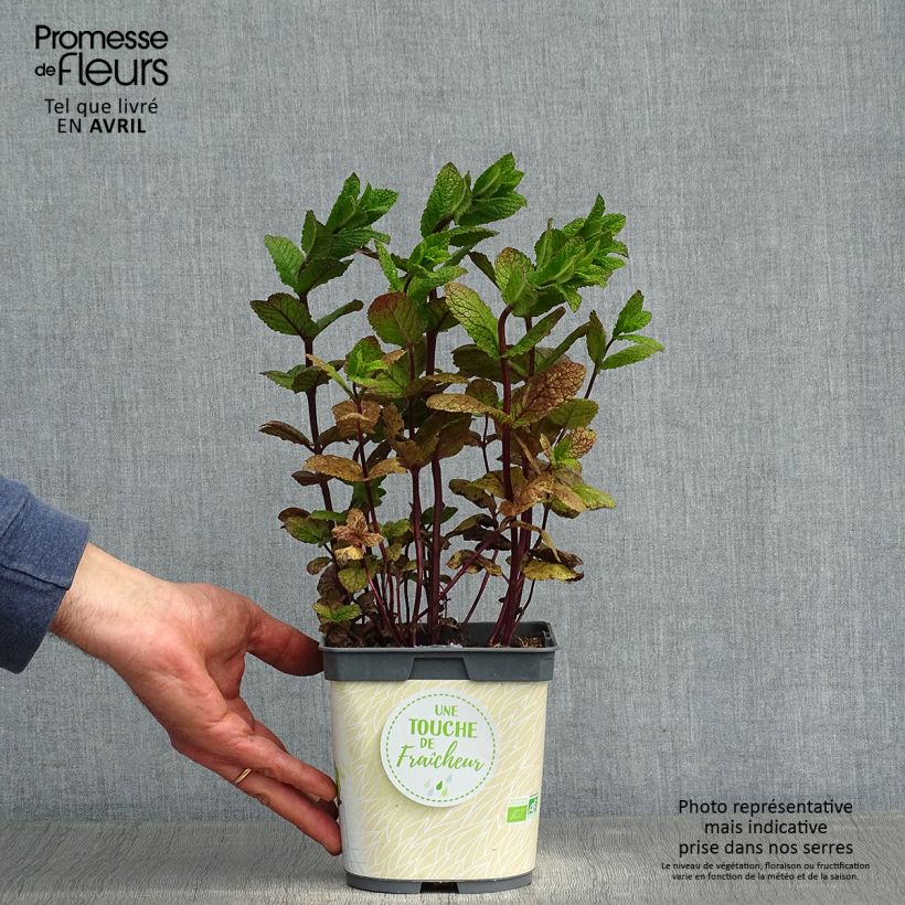 Spécimen de Menthe Mojito Bio - Mentha hemingwayensis en plant Bio Pot de 1L/1,5L tel que livré au printemps