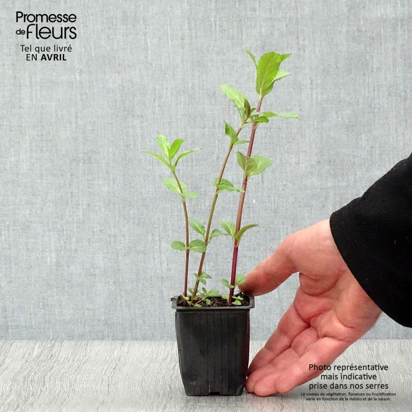 Spécimen de Menthe Russe BIO - Mentha spicata Russe Godet de 7/8 cm tel que livré au printemps