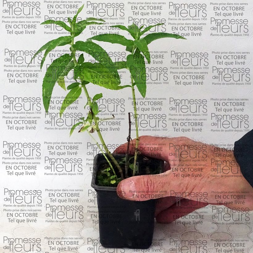 Exemple de spécimen de Menthe africaine BIO - Mentha capensis Godet de 8/9 cm tel que livré