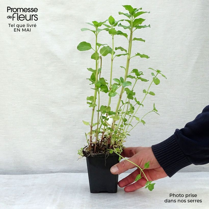 Spécimen de Menthe aquatique - Mentha aquatica Godet de 8/9 cm tel que livré au printemps