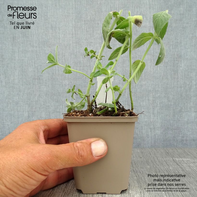 Spécimen de Menthe buddleia - Mentha longifolia Buddleja Godet de 8/9 cm tel que livré en été