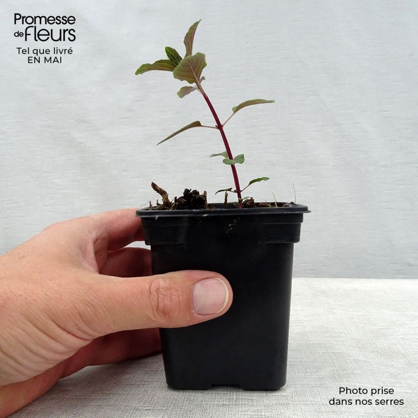 Spécimen de Menthe chocolat - Mentha x piperita schocominze Godet de 8/9 cm tel que livré au printemps