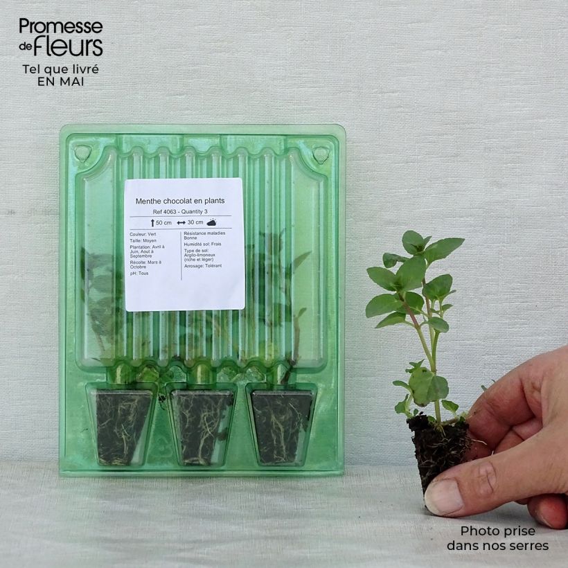 Spécimen de Menthe chocolat en plants Mini-motte 3 cm tel que livré au printemps