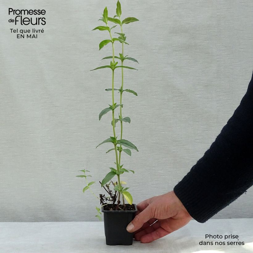 Example of Menthe des montagnes - Pycnanthemum muticum Godet de 8/9 cm as you get in printemps