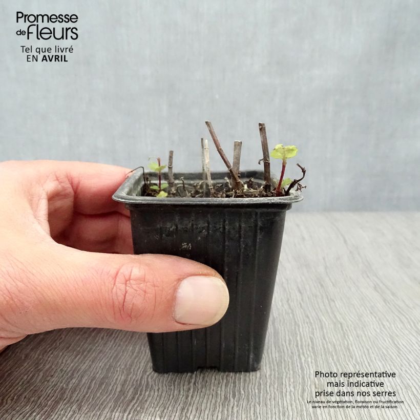 Spécimen de Menthe espagnole en plants BIO Godet de 8/9 cm tel que livré au printemps