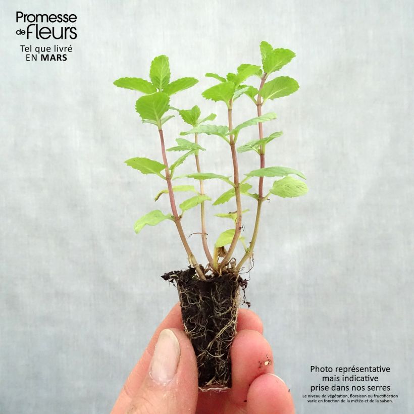 Spécimen de Menthe espagnole en plants BIO Mini-motte Ø 3/4 cm, LIvré en hauteur de 5 à 10 cm tel que livré au printemps