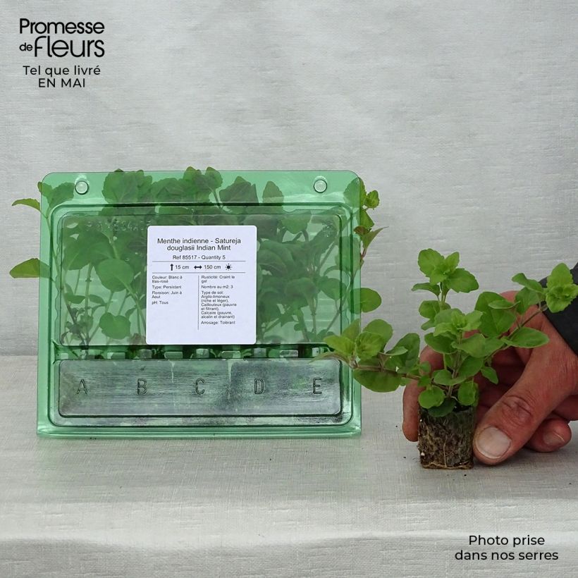 Spécimen de Menthe indienne - Satureja douglasii Indian Mint Mini-motte Ø 3/4 cm, Plant vert de 5 à 10 cm de haut tel que livré au printemps