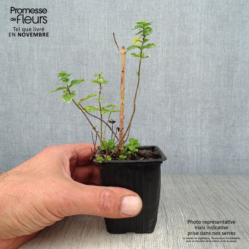 Spécimen de Menthe marocaine - Mentha spicata Nannah Godet de 7/8 cm tel que livré en automne