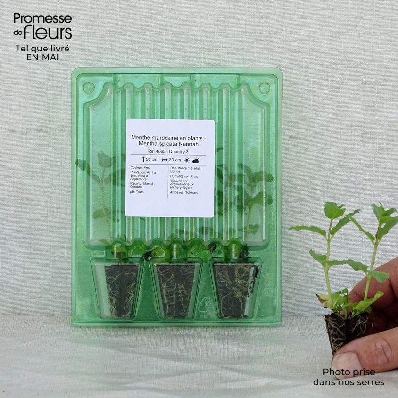 Spécimen de Menthe marocaine en plants - Mentha spicata Nannah Mini-motte Ø 3/4 cm, Plant vert de 5 à 10 cm de haut tel que livré au printemps