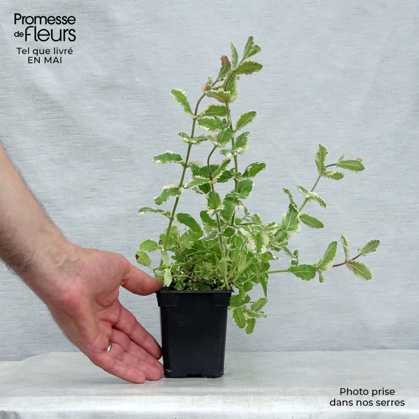 Spécimen de Menthe panachée - Mentha suaveolens Variegata Godet de 8/9 cm tel que livré au printemps
