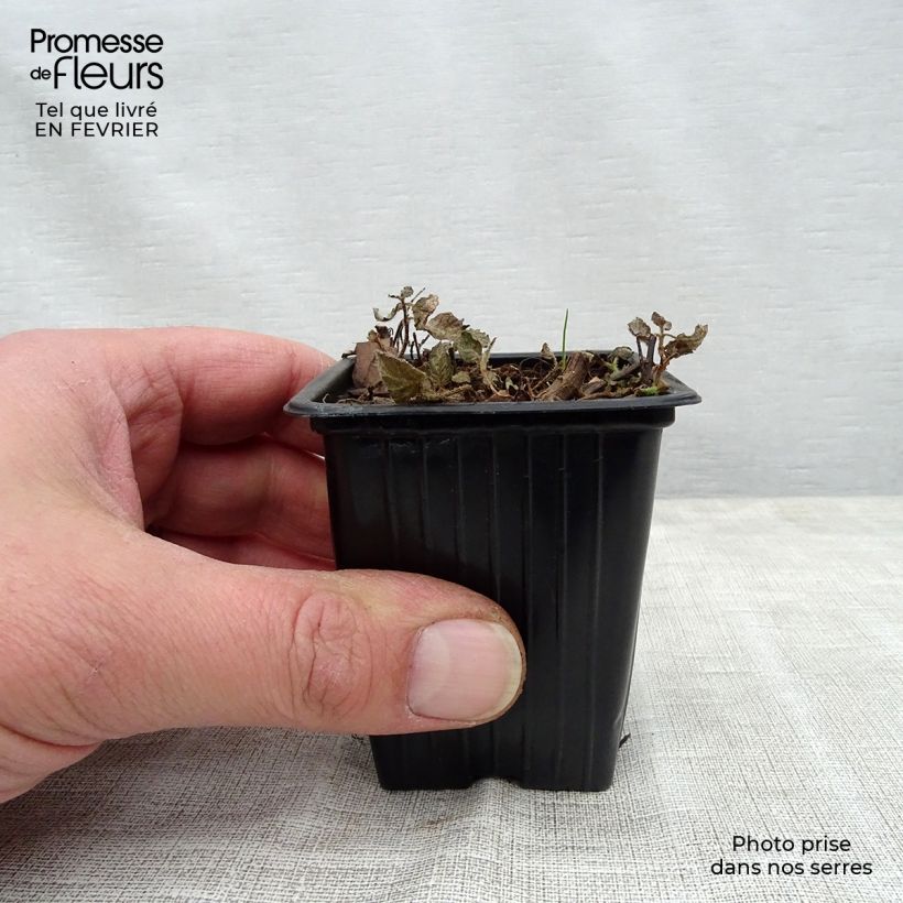 Spécimen de Menthe panachée ananas - Mentha suaveolens Pinedo Pot de 10 cm/11cm tel que livré en hiver