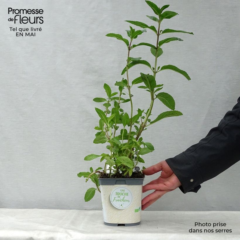 Spécimen de Menthe poivrée - Mentha piperata en plant BIO Godet de 7/8 cm tel que livré au printemps