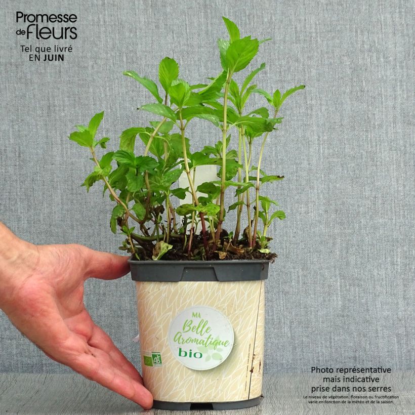 Spécimen de Menthe poivrée - Mentha piperata en plant BIO Godet de 7/8 cm tel que livré en été