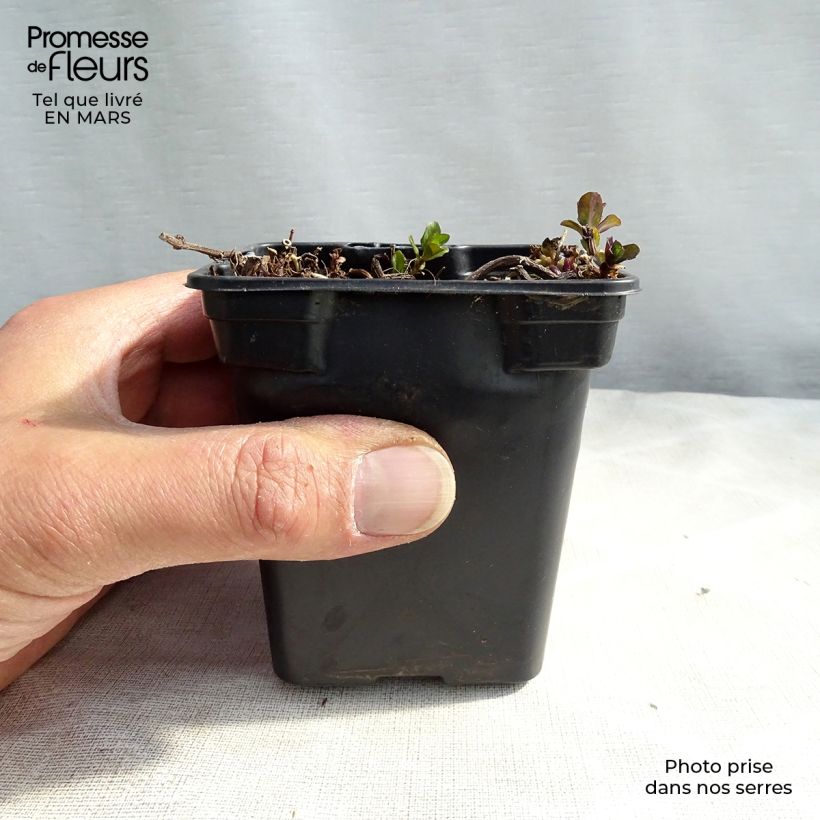 Spécimen de Menthe poivrée - Mentha piperita Godet de 8/9 cm tel que livré au printemps