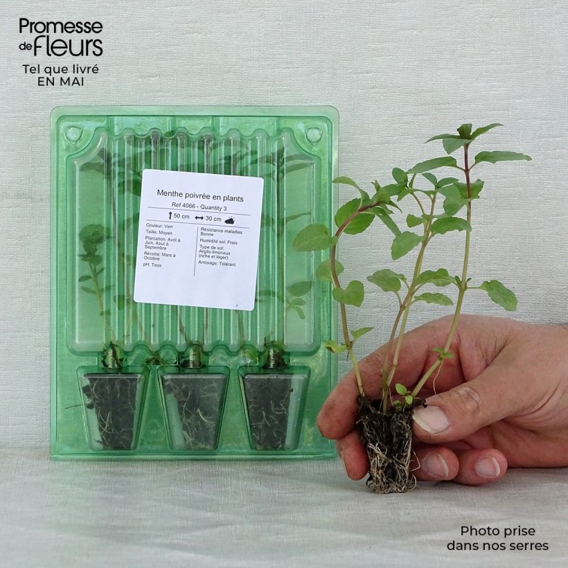 Spécimen de Menthe poivrée en plants Mini-motte Ø 3/4 cm, LIvré en hauteur de 5 à 10 cm tel que livré au printemps
