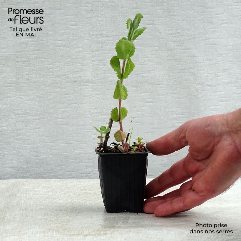 Example of Menthe pomme Godet de 8/9 cm as you get in printemps