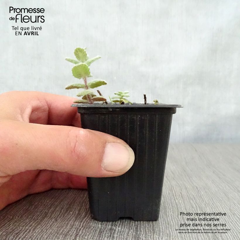 Spécimen de Menthe suave BIO - Mentha suaveolens Godet de 8/9 cm tel que livré au printemps